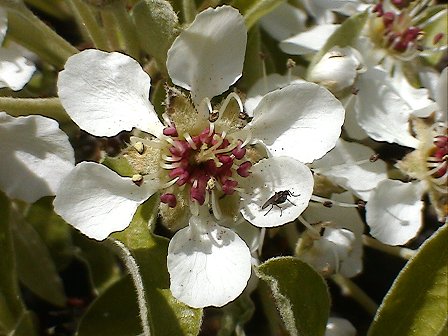 Pyrus amygdaliformis / Pero mandorlino